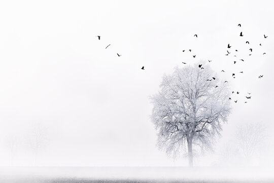Frost-covered tree with birds in misty winter landscape - Powered by Adobe