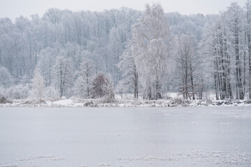 Drzewa pokryte szadzią w zimowym, leśnym krajobrazie. Delikatny mr&oacute;z tworzy jasne, miękkie struktury na gałęziach, nadając scenie spokojny i mroźny charakter.