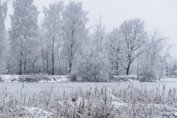 Drzewa pokryte szadzią w zimowym, leśnym krajobrazie. Delikatny mróz tworzy jasne, miękkie struktury na gałęziach, nadając scenie spokojny i mroźny charakter.