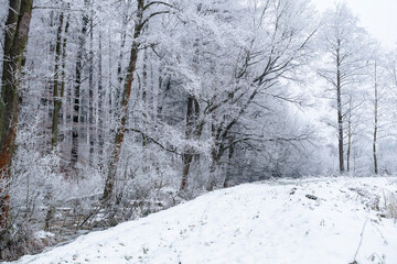 Drzewa pokryte szadzią w zimowym, leśnym krajobrazie. Delikatny mróz tworzy jasne, miękkie struktury na gałęziach, nadając scenie spokojny i mroźny charakter.