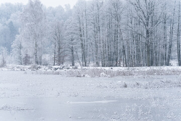 Drzewa pokryte szadzią w zimowym, leśnym krajobrazie. Delikatny mr&oacute;z tworzy jasne, miękkie struktury na gałęziach, nadając scenie spokojny i mroźny charakter.