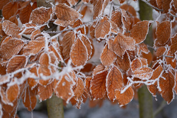Kolorowe jesienne liście pokryte delikatnym szronem. Mroźny poranek podkreśla ich fakturę i barwy, tworząc kontrast między ciepłymi jesiennymi kolorami a zimnym, białym oszronieniem.