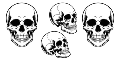 Illustration of four black and white skulls in different angles on a white background