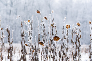 Suche słoneczniki pokryte śniegiem i szronem na jasnym tle zimowego lasu Delikatny mr&oacute;z podkreśla strukturę roślin, tworząc minimalistyczną i chłodną zimową scenę.