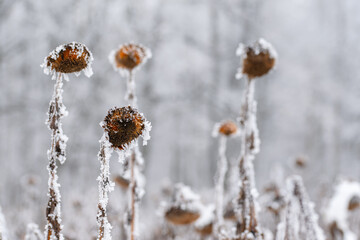Suche słoneczniki pokryte śniegiem i szronem na jasnym tle zimowego nieba. Delikatny mr&oacute;z podkreśla strukturę roślin, tworząc minimalistyczną i chłodną zimową scenę.