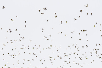 Stado dzwońców, szczygłów i mazurków lecących na tle jasnego zimowego nieba. Dynamiczna scena ukazująca naturalne zachowania ptaków w chłodnej, zimowej aurze.