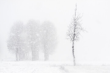Fototapeta premium Snow-covered tree in heavy winter snowfall