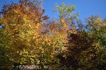 Autumn trees with vibrant yellow, brown and green leaves under a clear blue sky. Colorful fall foliage creating a bright, natural seasonal scene