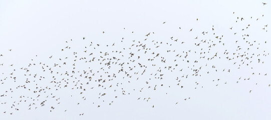 Stado dzwońc&oacute;w, szczygł&oacute;w i mazurk&oacute;w lecących na tle jasnego zimowego nieba. Dynamiczna scena ukazująca naturalne zachowania ptak&oacute;w w chłodnej, zimowej aurze.