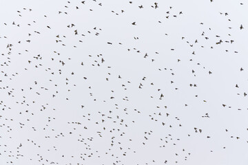 Stado dzwońc&oacute;w, szczygł&oacute;w i mazurk&oacute;w lecących na tle jasnego zimowego nieba. Dynamiczna scena ukazująca naturalne zachowania ptak&oacute;w w chłodnej, zimowej aurze.