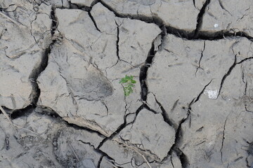 Cracked dry earth with a small green plant growing in the middle and a footprint visible on the left side of the image