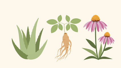 Collection of three popular medicinal plants aloe vera, ginseng, and echinacea
