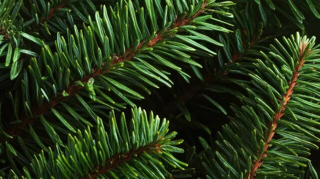 Video A close-up view of a pine tree's branches and needles, perfect for use in environmental or nature-themed designs