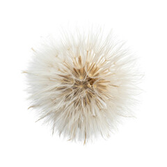 Fototapeta premium Delicate White Dandelion Seed Head Isolated on a Solid Dark Field