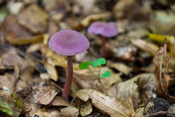 ​A delicate purple mushroom with distinct radial gills rises above a layer of fallen, yellowed leaves. Its slender, reddish-brown stem and vibrant cap color create a contrast against the dry forest fl