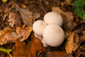 Three spherical white puffball mushrooms emerge from the forest floor, which is covered in colorful autumn leaves.