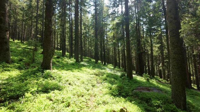 dolly-in along a narrow path in a summer mountain forest