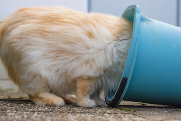 Longhaired cat stickling his head into a blue bucket which is lying on the ground