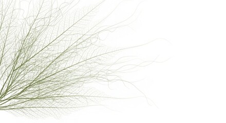 Delicate branch structure with flowing tendrils for nature graphics background