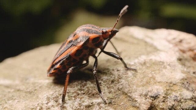 Vilnius, Lithuania. November 26, 2025. Close-up of a European striped shield bug (Graphosoma italicum) in its natural habitat.