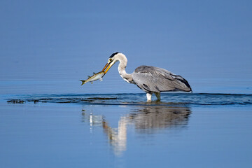 The Grey Heron  lives freely in nature