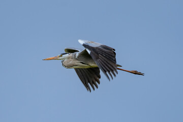 The Grey Heron  lives freely in nature