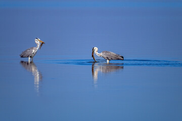 The Grey Heron  lives freely in nature
