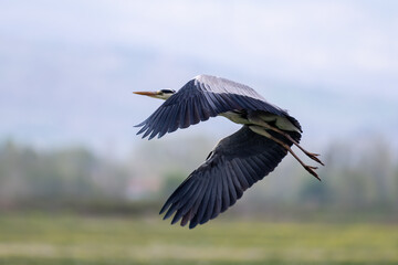 The Grey Heron  lives freely in nature