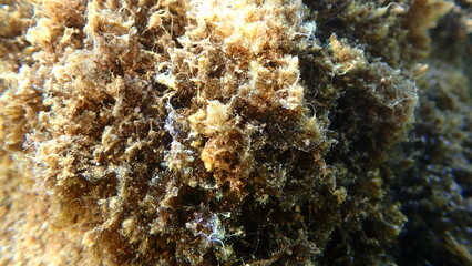 Red algae harpoon weed (Asparagopsis armata cf.) undersea, Ligurian Sea, Italy, Imperia
