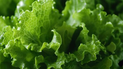 Video A close-up view of a mature lettuce plant with vibrant green leaves, ideal for food or wellness 