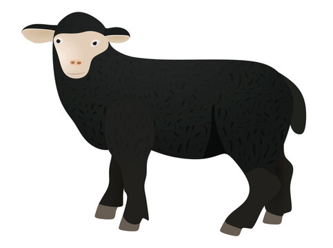 Black sheep isolated. vector illustration	
