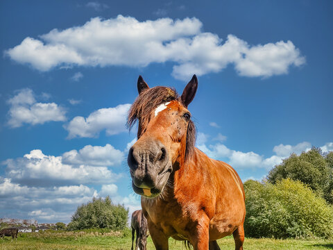 Brown horse on wide open green meadow under bright blue sky with white clouds, other horses grazing in background