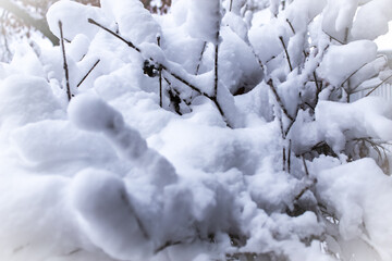 a thick blanket of snow highlights the bare branches of a lilac bush in winter. abstract background with copy space.