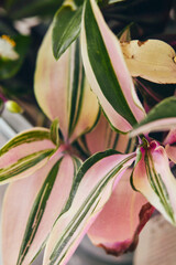 Close-up of striped green and purple leaves of Tradescantia zebrina