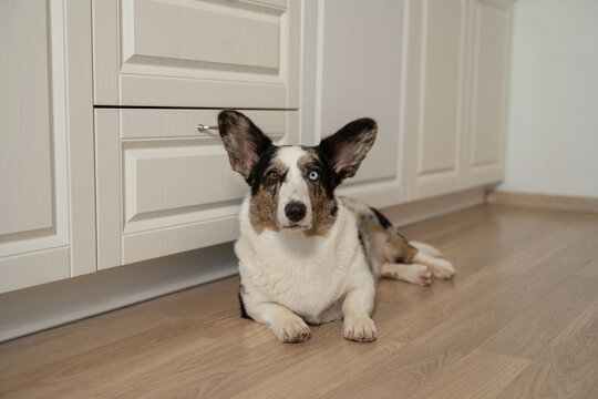 Corgi lounging comfortably on a wooden floor at home
