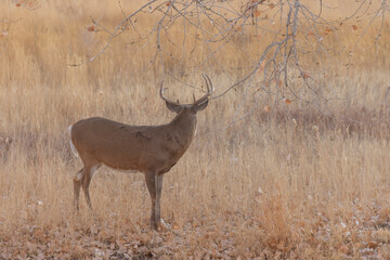 Whitetail Deer Buck in Autumn in Colorado