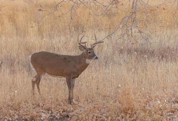 Whitetail Deer Buck in Autumn in Colorado