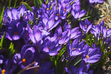 Spring flowerbed of purple crocus flowers. Crocus field