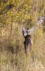 Whitetail Deer Buck in Autumn in Colorado