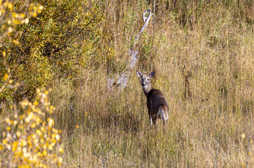 Whitetail Deer Buck in Autumn in Colorado