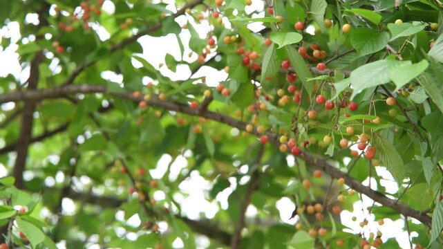 Ripe Red Cherries Growing on Tree Branches with Green Foliage in Orchard