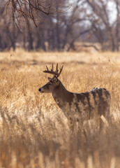 Whitetail Deer Buck in Autumn in Colorado