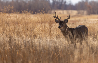 Whitetail Deer Buck in Autumn in Colorado