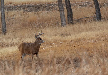 Whitetail Deer Buck in Autumn in Colorado