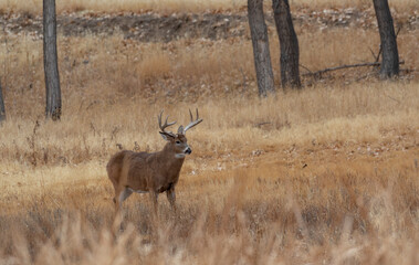Whitetail Deer Buck in Autumn in Colorado