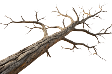 Dead Tree Bare Branches Dry Twisted Trunk Transparent Background