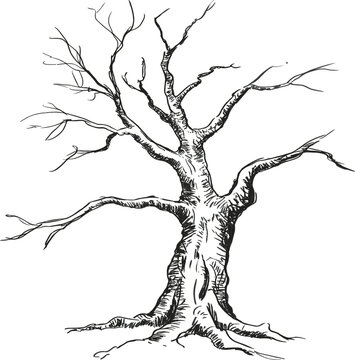 Bare Gnarled Tree Engraving Vector Illustration, Leafless Winter Sketch, Scary Halloween Woodcut Graphic, Nature and Vintage Graphic Design Element