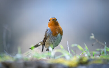 Robin resting on the ground. Close-up view. Blur background with shallow depth of field.