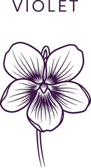Elegant violet flower illustration with delicate lines on a white background