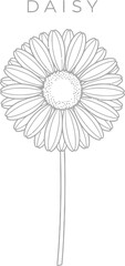 Elegant line art illustration of a daisy flower on a clean white background